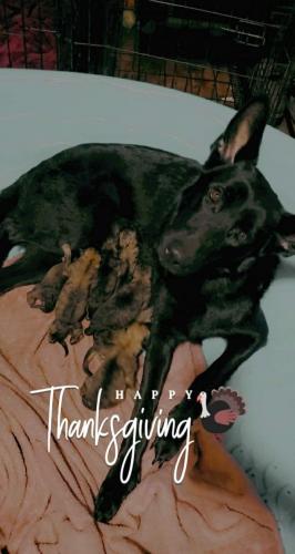 15:27:26 GMT-0600 (CST)