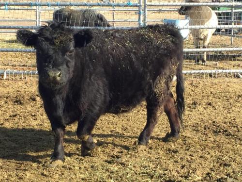 16:37:05 GMT-0800 (PST).image