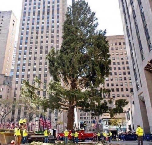 Rockefeller Center Christmas Tree