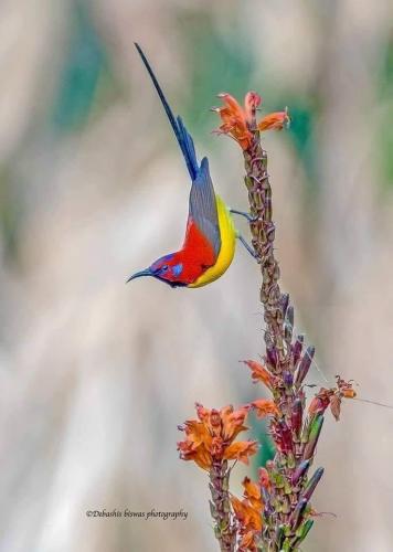 124908167_1017605015405460_8839101265540464908_n