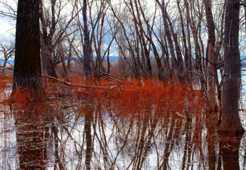 Reflections at Lake Lowell R