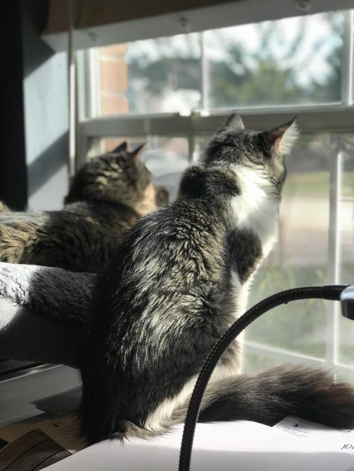 21:51:01 GMT-0600 (CST).image