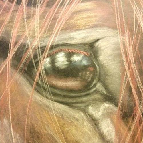 11029557_1613506625546743_4730484928559073146_n