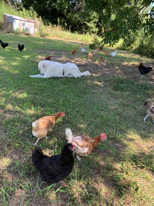Buddy and chickens