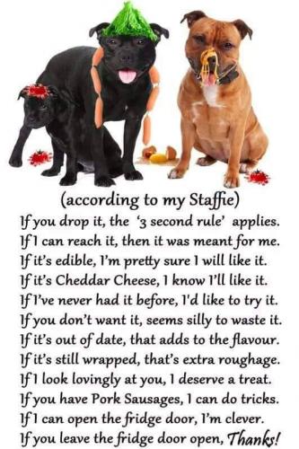 #StaffordshireBullTerrier