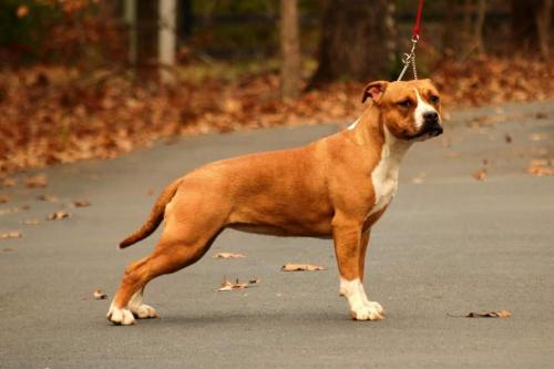 #AmericanStaffordshireTerrier