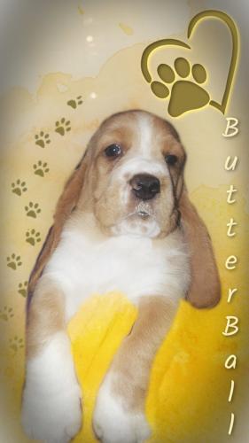 butterball-5-wks-orig