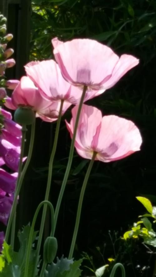 20180609_113044