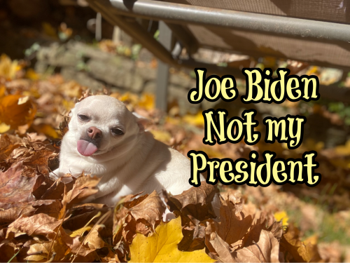 09:03:50 GMT-0500 (EST).image