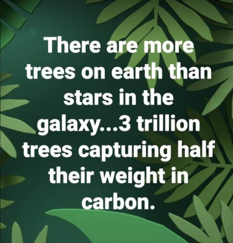 Meme more trees on earth than stars in the galaxy 3 trillion 201120