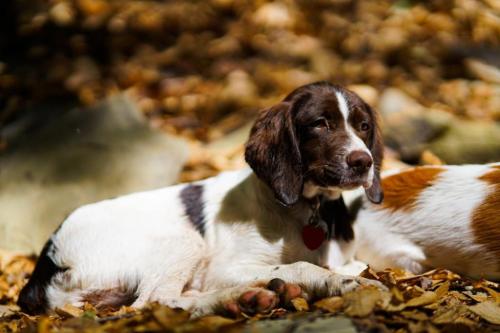 12:55:03 GMT-0500 (EST).image