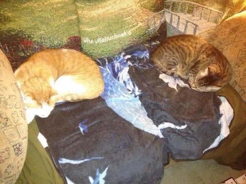 00:13:03 GMT-0500 (EST).image