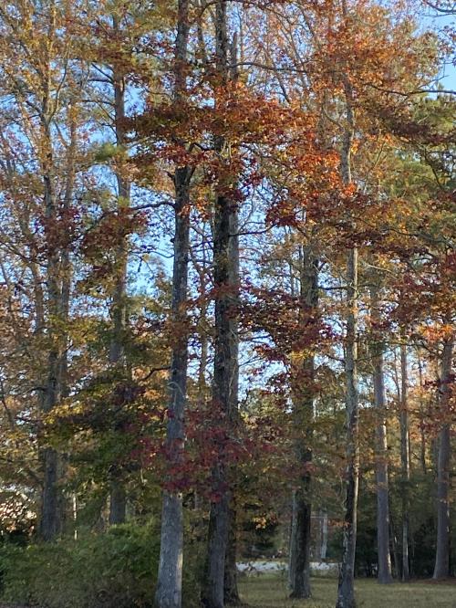 10:13:59 GMT-0600 (CST).image