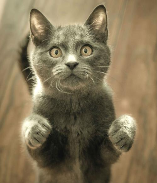 pexels-photo-774731 (1)