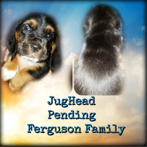 55849359-1273804206107491-4508087902554554368-n