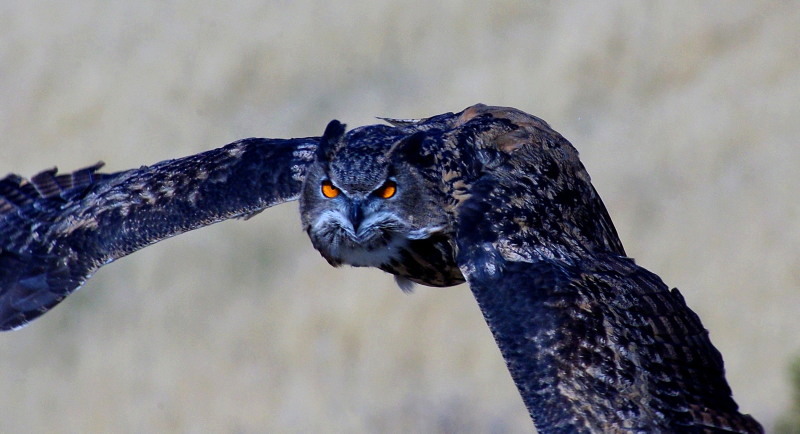 Eagle Owl R