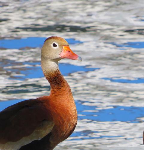 Black-bellied whistling duck