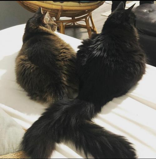 12:56:06 GMT-0500 (EST)