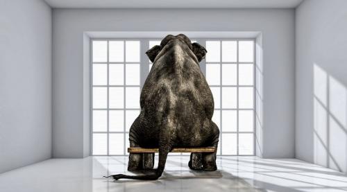 Elephant-in-the-Room-IlkerErgun