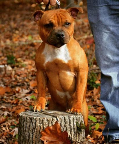 #StaffordshireBullTerrier