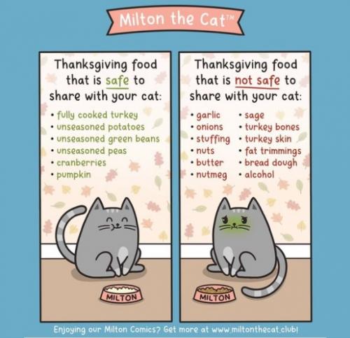 Thanksgiving What not to feed your cat 201124