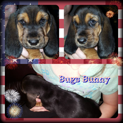 bugs-bunny-7-wks