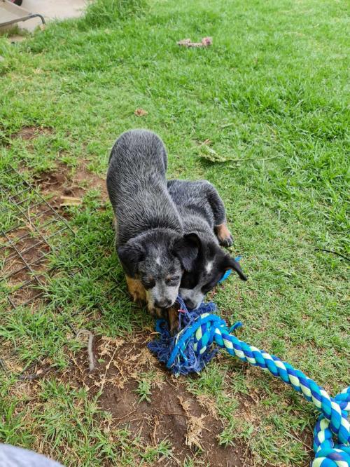 20:39:32 GMT+1100 (AEDT)