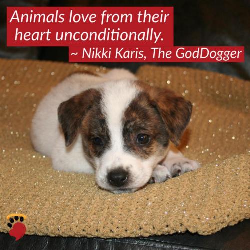 HEARTWARMING-INSPIRING-ANIMAL-MESSAGE-QUOTE (9)