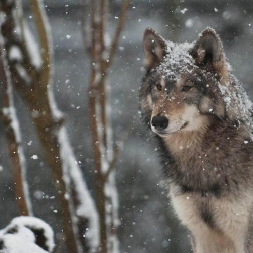 00:14:16 GMT-0600 (CST).image