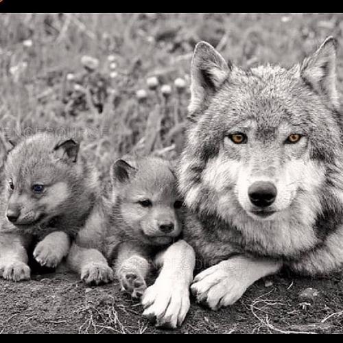 131662582_217575569936477_1380789268305653421_n