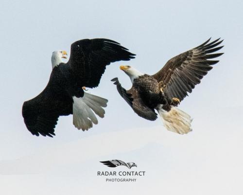 131231019_1297317590623874_9086162720962811416_o