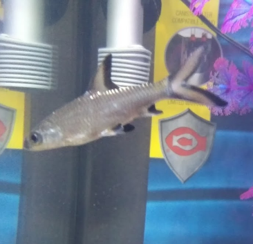 04:55:16 GMT-0600 (CST)