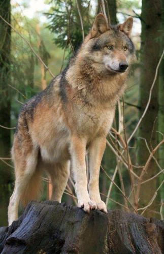 fc9faec5a32caa8deb7c4e1e94990885