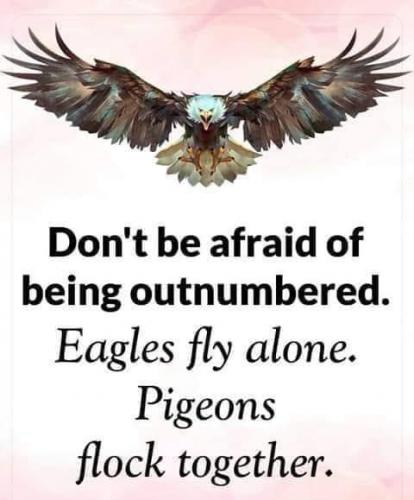 eagles