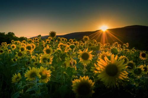 inbound2900658569976291154