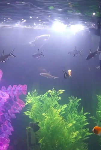 04:55:16 GMT-0600 (CST)