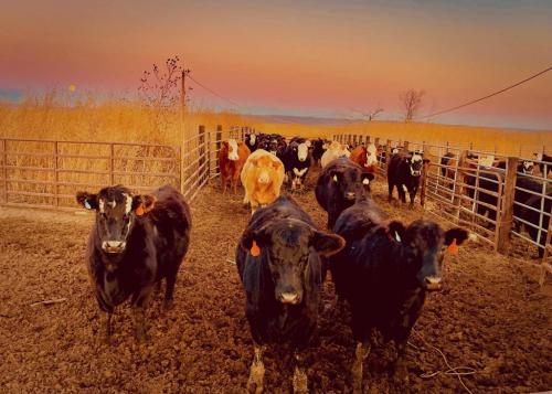 129001699_924467891420869_2453307511423231978_o