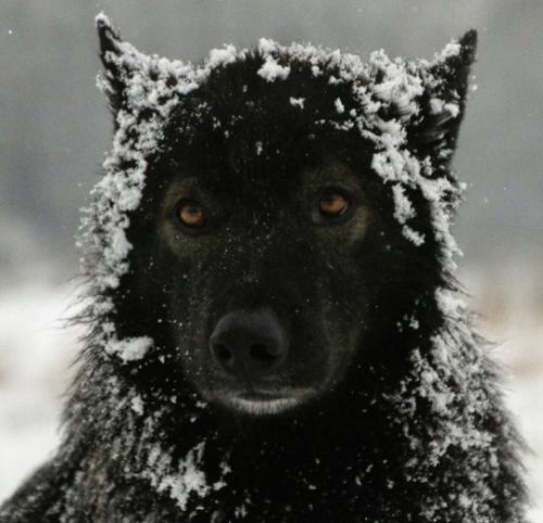 tumblr_cccf6de38227488ba74af7dc3703f069_c82a8cc3_540