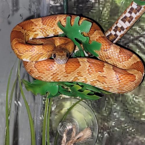 00:15:31 GMT-0500 (EST)