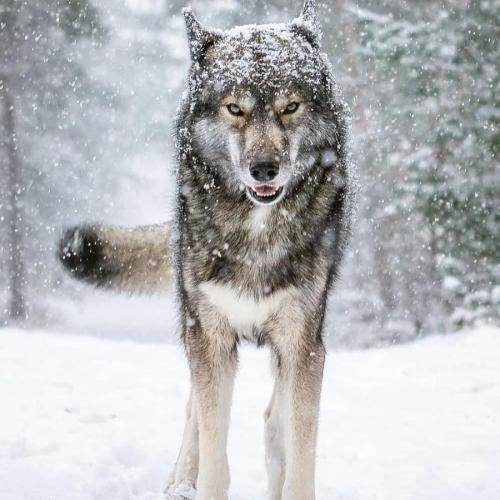 131748323_217580186602682_3960862443154179395_n