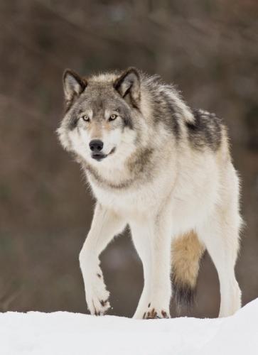 tumblr_nzq1zcgMoq1rhe8jbo1_500