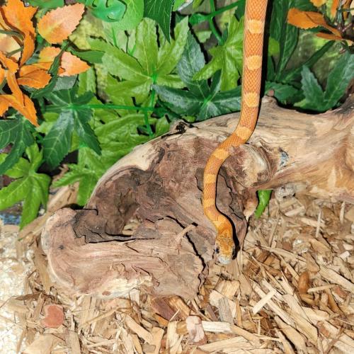 16:15:08 GMT-0500 (EST)