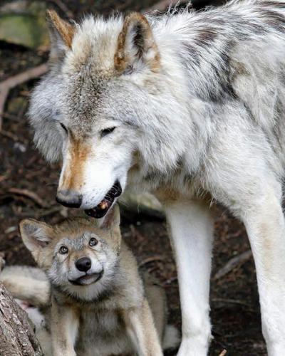 131529735_217583873268980_7535137528708017153_n