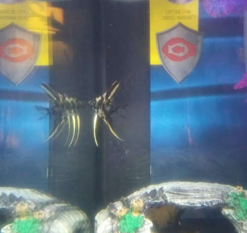 05:16:23 GMT-0600 (CST)