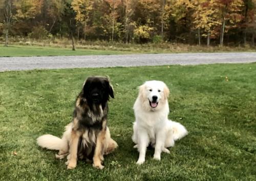 04:11:04 GMT-0500 (EST).image