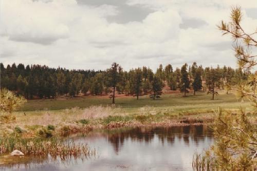 Zuni Mountains, New Mexico - June 1984