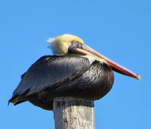 Brown pelican - Texas City Dike