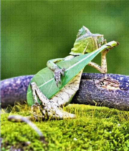 QVZldDZ6VFotUTV3YVFGSg