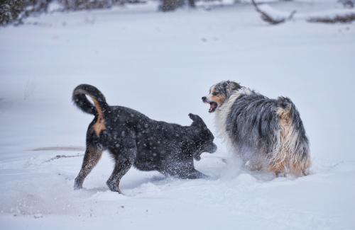 Jupiter-and-Oryx-in-the-snow-11262019-02-medium