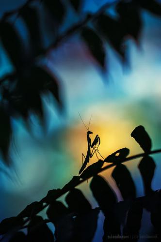 tumblr_p8j1akgdUj1vn3xp6o1_640